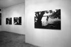 \'Forest Fears\' installation, The Spitz Gallery, London, 2001